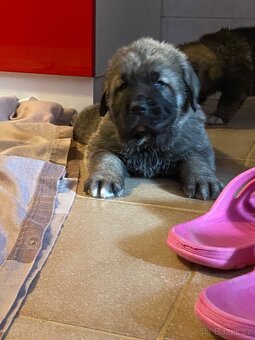 Španělský mastin- nabízíme štěňátka k odběru po 20.lednu - 10