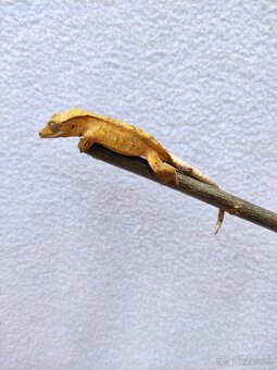 pagekon řasnatý, terárium - 10