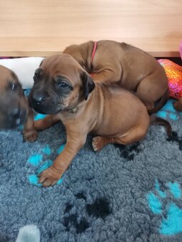Rhodéský ridgeback - štěňátka k rezervaci 🩷💙 - 10