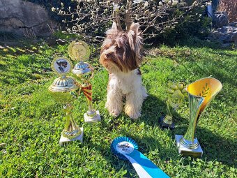 Yorkshire teriér s PP/ krytí - 10