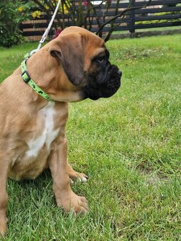 Německý boxer, štěnatka - 10