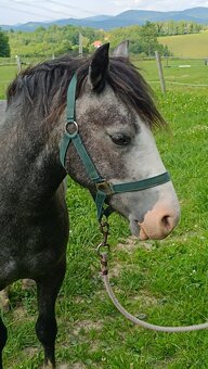 Český sportovní pony valach - 10