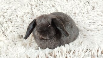 Zakrslý beránek, králíček, králík - CRISTIAN - 10