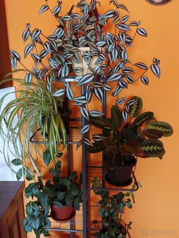 Pokojové rostliny - 10