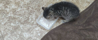 HLEDÁM DOMOV PRO KOTĚ / KOŤÁTKA PŘEROV - 10