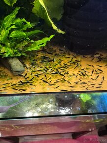 Krevetky akvarijní neocaridina - 10