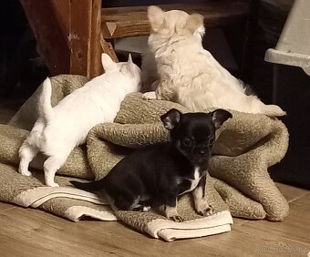 Čivava pidi štěňátka - 10