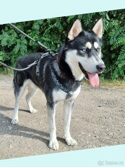 BLUE K ADOPCI - přátelský akční mazel - 10