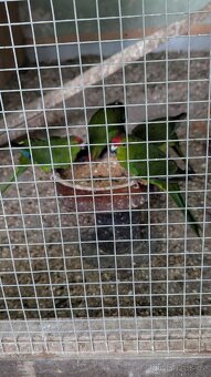 Kakariky rudočelé - 10