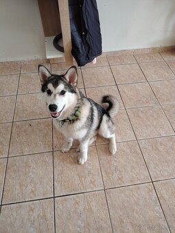 Aljašský Malamut bez pp - 10