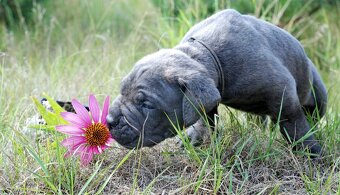 CANE CORSO - 10