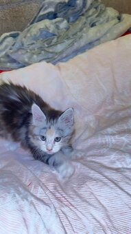 Mainská mývalí - 10