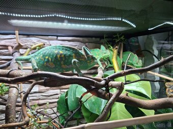 chameleon jemenský - 10
