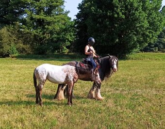 Mimořádná Appaloosa klisna 90%FPD - 10