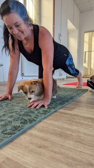 WELSH CORGI PEMBROKE S PP - pejsci - 10