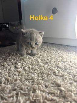 Britská koťata. - 10