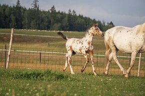 Nádherná klisna sportovního knabstruppera - 10