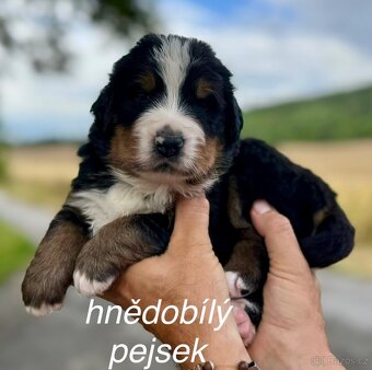 Bernský salašnický pes - štěňátka s PP - 10