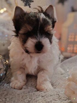 Jorkšírský teriér s PP biewer - 10