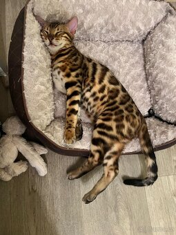 Bengálské kotě - 10