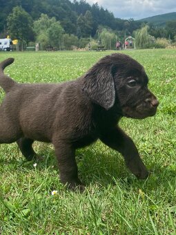 Labradorský retriever čokoláda - štěňátka s Průkazem Původu - 10
