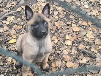 Belgicky ovcak malinois - 10