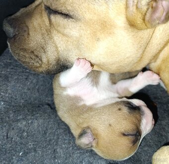 American Bully - (mini)Pocket s PP (AKBC), - 10