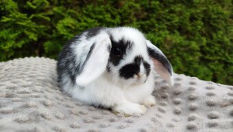 Zakrslý beránek, králíček, králík - NAOMI - 10
