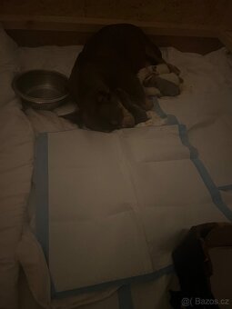 American bully pocket - 10