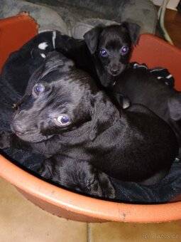 Štěňata - 10