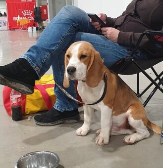 Bigel, bigl, beagle s PP - 10