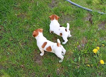 Jack russell terier krásný pejsek - 10
