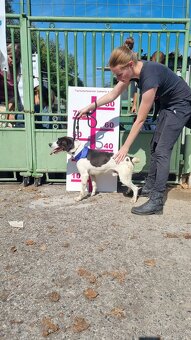 AKTY K ADOPCI - 6,5 ROKU,AKTIVNÍ,HRAVÝ,KAMARÁDSKÝ - 10