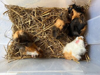 Morčata Ostrava 200,- - 10