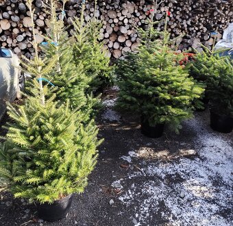 Vánoční stromky - 10