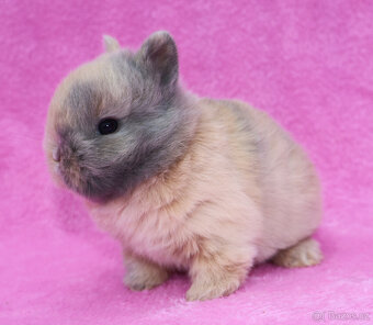 Zakrslý krátkouchý králíček . Samička . - 10