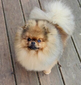 Pomeranian s PP FCI - 10