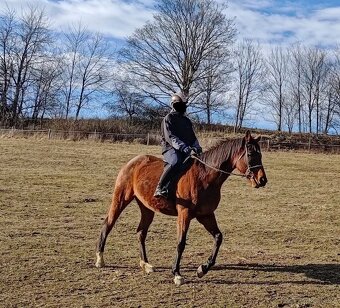 Plnokrevná kobyla - jemná a milá parťačka - 10
