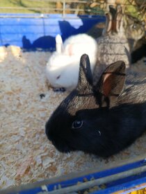Minifarma u Lenky prodá králíčata - 10