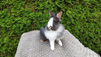 Zakrslý králík, králíček -(lvíček)-TIMMY - 10