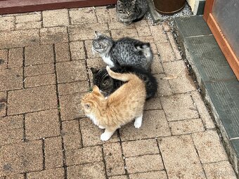 DARUJI KOŤÁTKA - 10