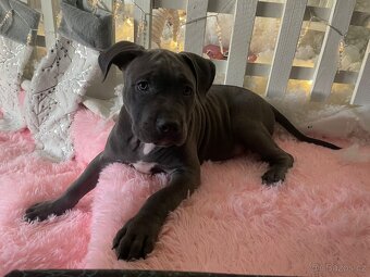 Štěňátko Americký stafordšírský teriér - 10