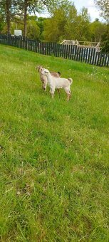 Nabízím anglonubíjska koza a kozlík oba bezrohý. - 10