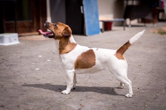 Jack Russell terier s PP - fenka - 10
