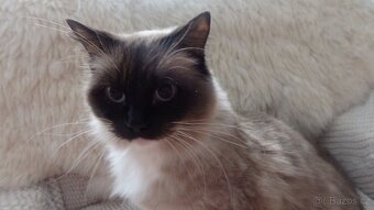 mačiatka ragdoll,radgoll,predané,na predaj len dospelé mačky - 10