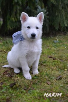 Bílý švýcarský ovčák, štěně s PP - 10