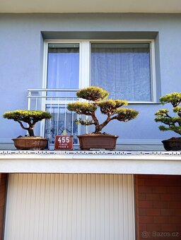 Bonsai borovice lesní (Pinus sylvestris compressa) - 10