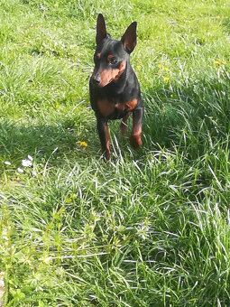 Trpasličí pinč - 10