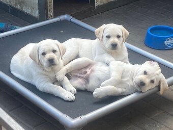 Labradorský retriever - štěňátka s Průkazem Původu - 10