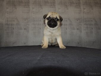 MOPS s PP. - 10
